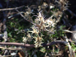 Image of small-lobe navarretia