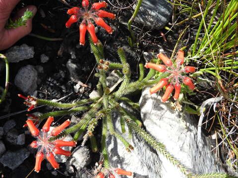 Image of Erica massonii var. minor Benth.