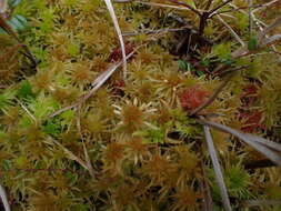 Image of Pacific sphagnum