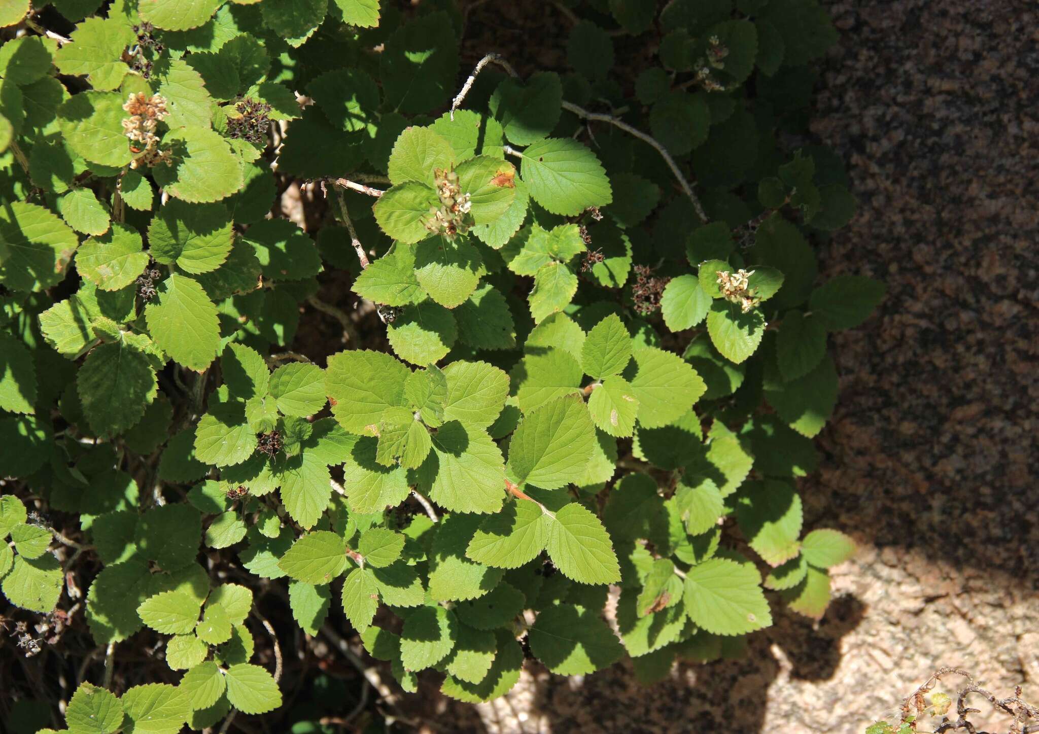 Image of fivepetal cliffbush