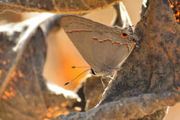 Image of Red-lined Scrub-Hairstreak