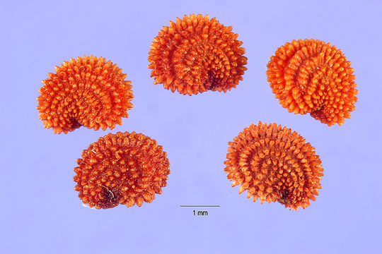 Image of addersmeat