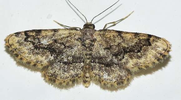 Image of Idaea nigrolineata Chrétien 1911