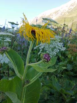 Image of Inula magnifica Lipsky