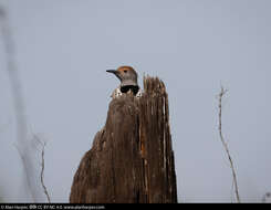 Image of Gilded Flicker