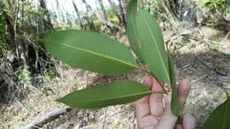 Imagem de Eucalyptus robusta Sm.