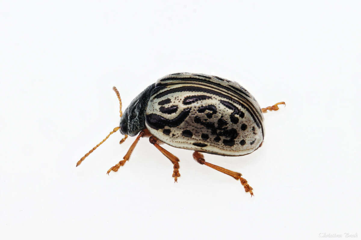 Image of Dogwood Calligrapha