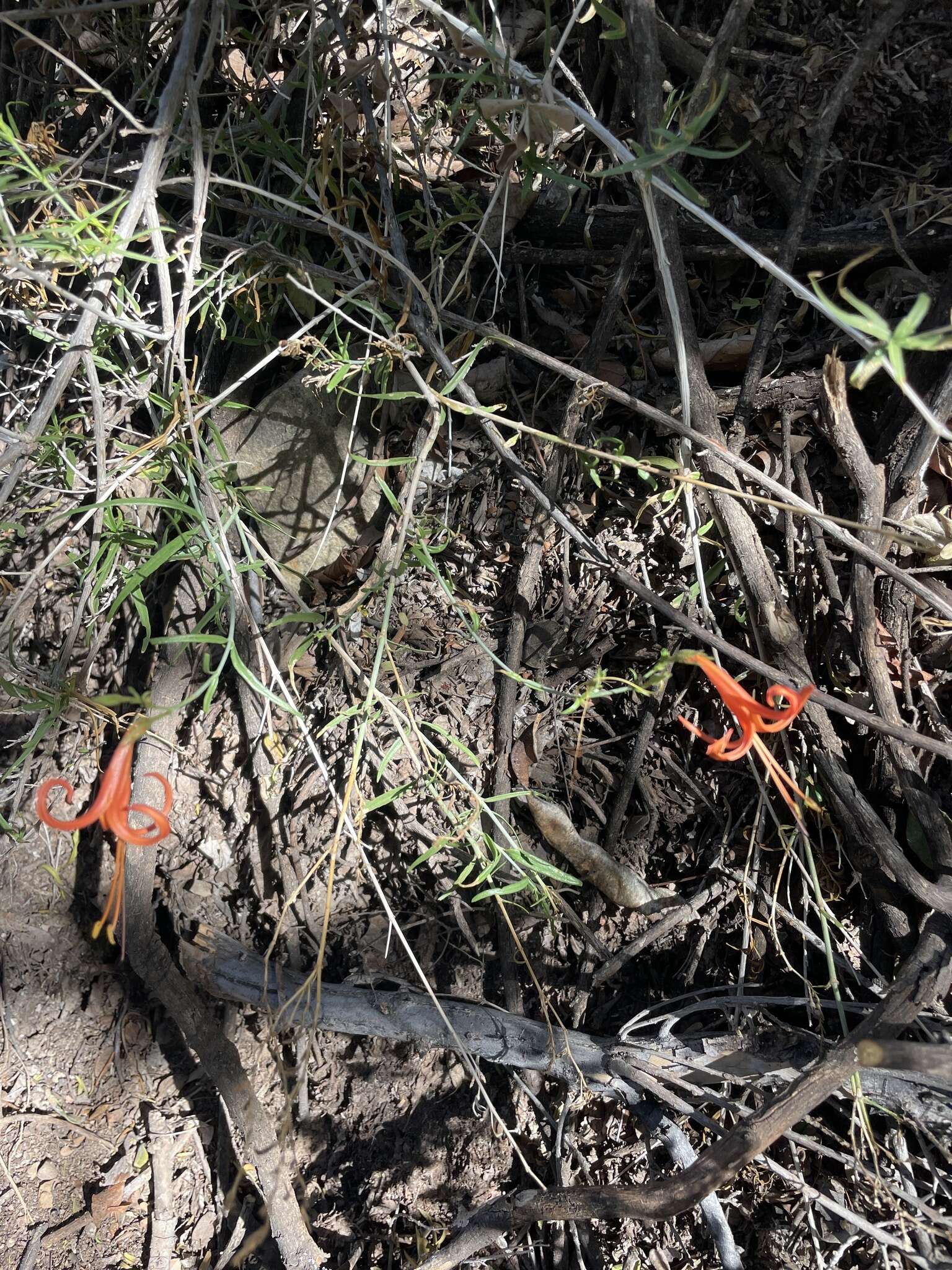 Anisacanthus linearis (Hagen) J. Henrickson & E. J. Lott resmi