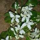 صورة Humbertioturraea rhamnifolia (Baker) M. Cheek