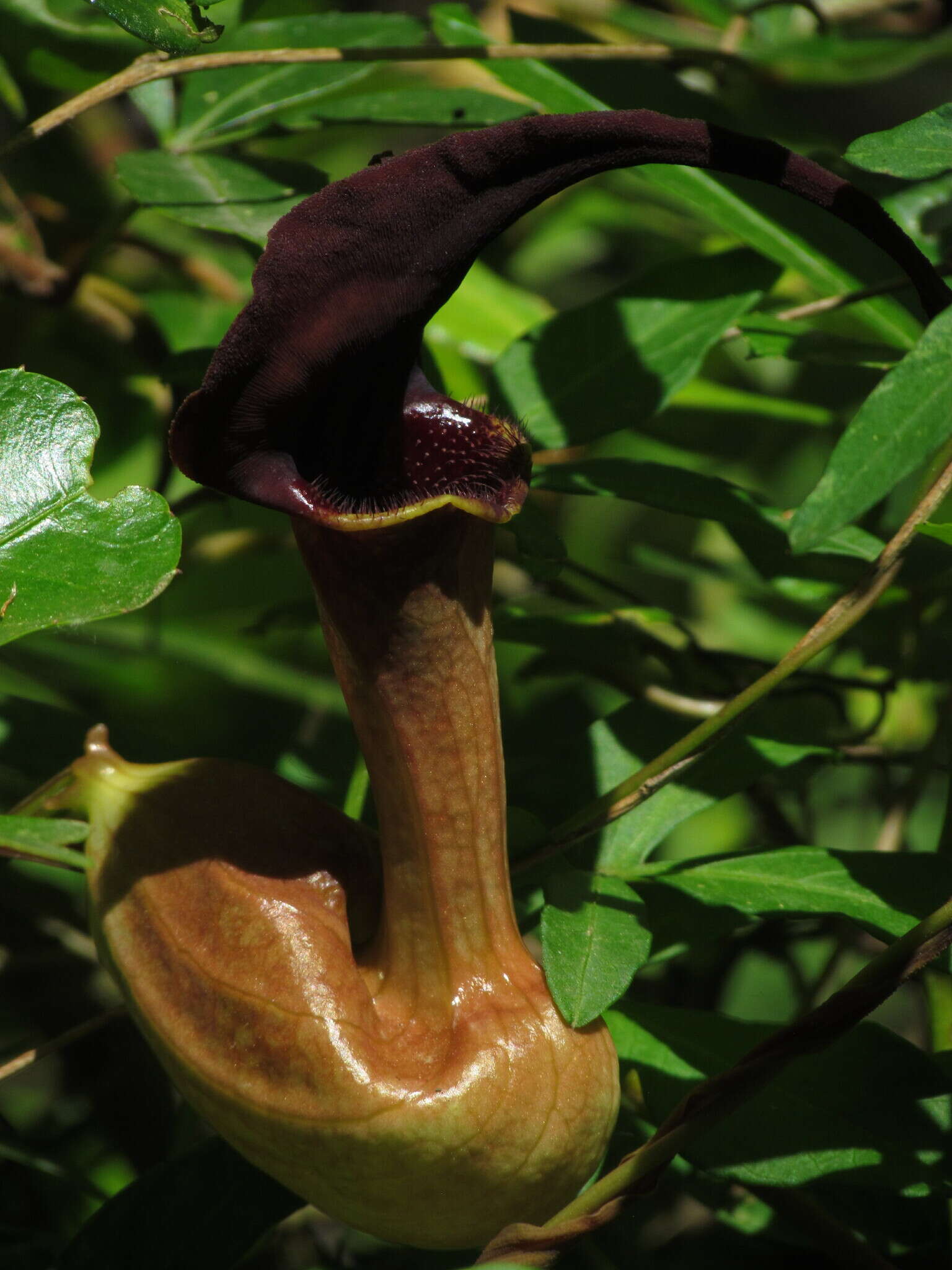 Image of Aristolochia macroura Gomez