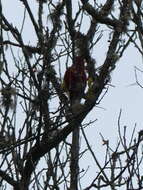 Image of Crimson-mantled Woodpecker