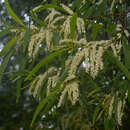 Image of Acacia polystachya A. Cunn. ex Benth.