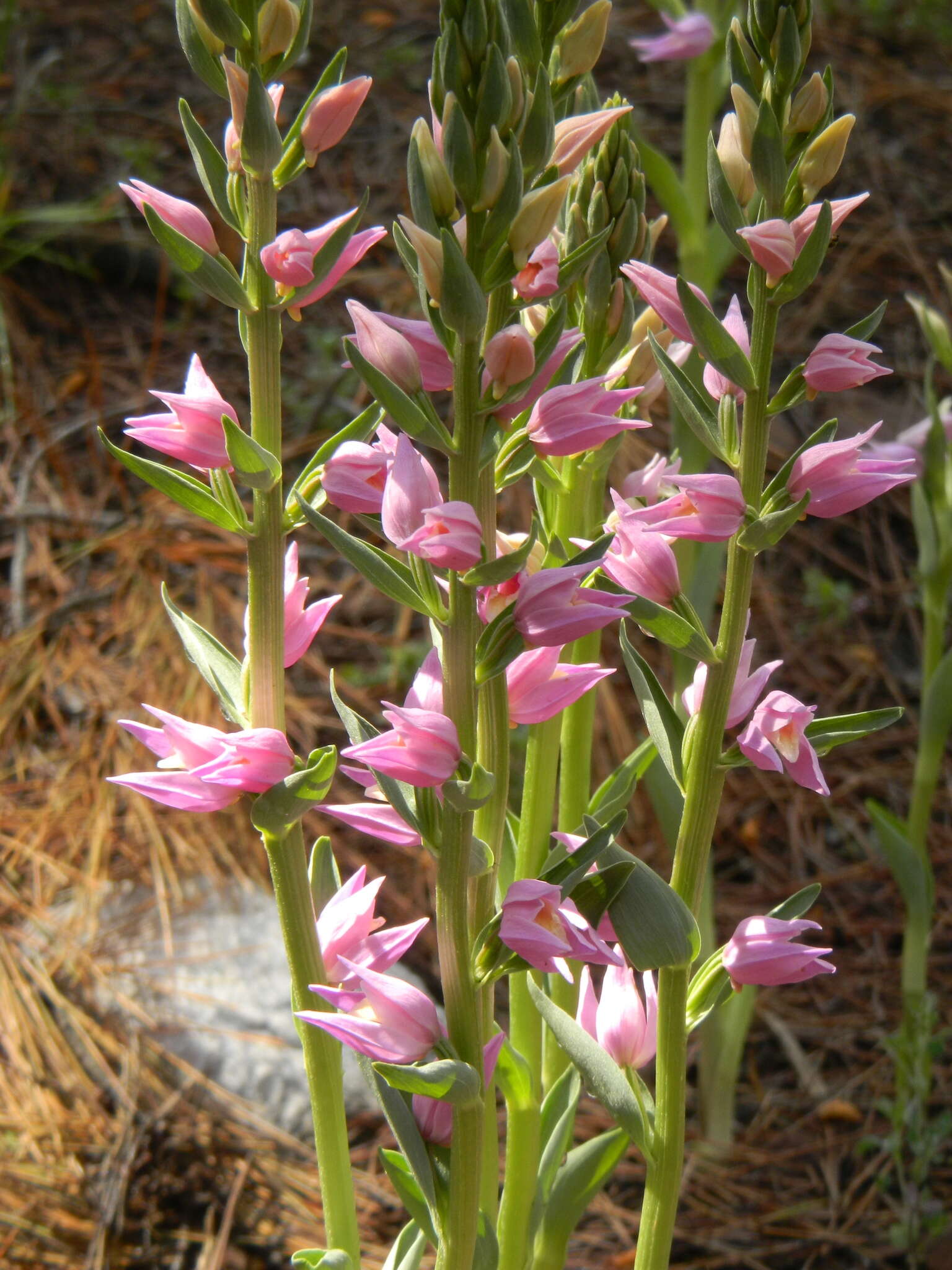 Image of Cephalanthera kurdica Bornm. ex Kraenzl.