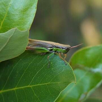 Bermius brachycerus Stål 1878的圖片