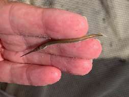 Image of Atlantic needlefish