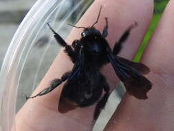 Image of Bombus pullatus Franklin 1913