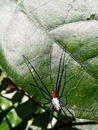 Image of Leucauge taiwanica Yoshida 2009