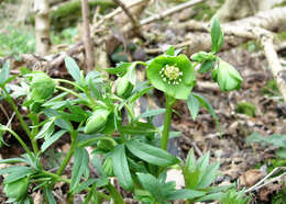 Image of Green Hellebore