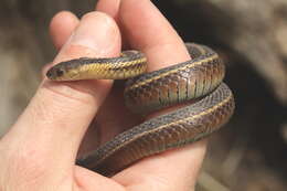 Image of Butler's Garter Snake