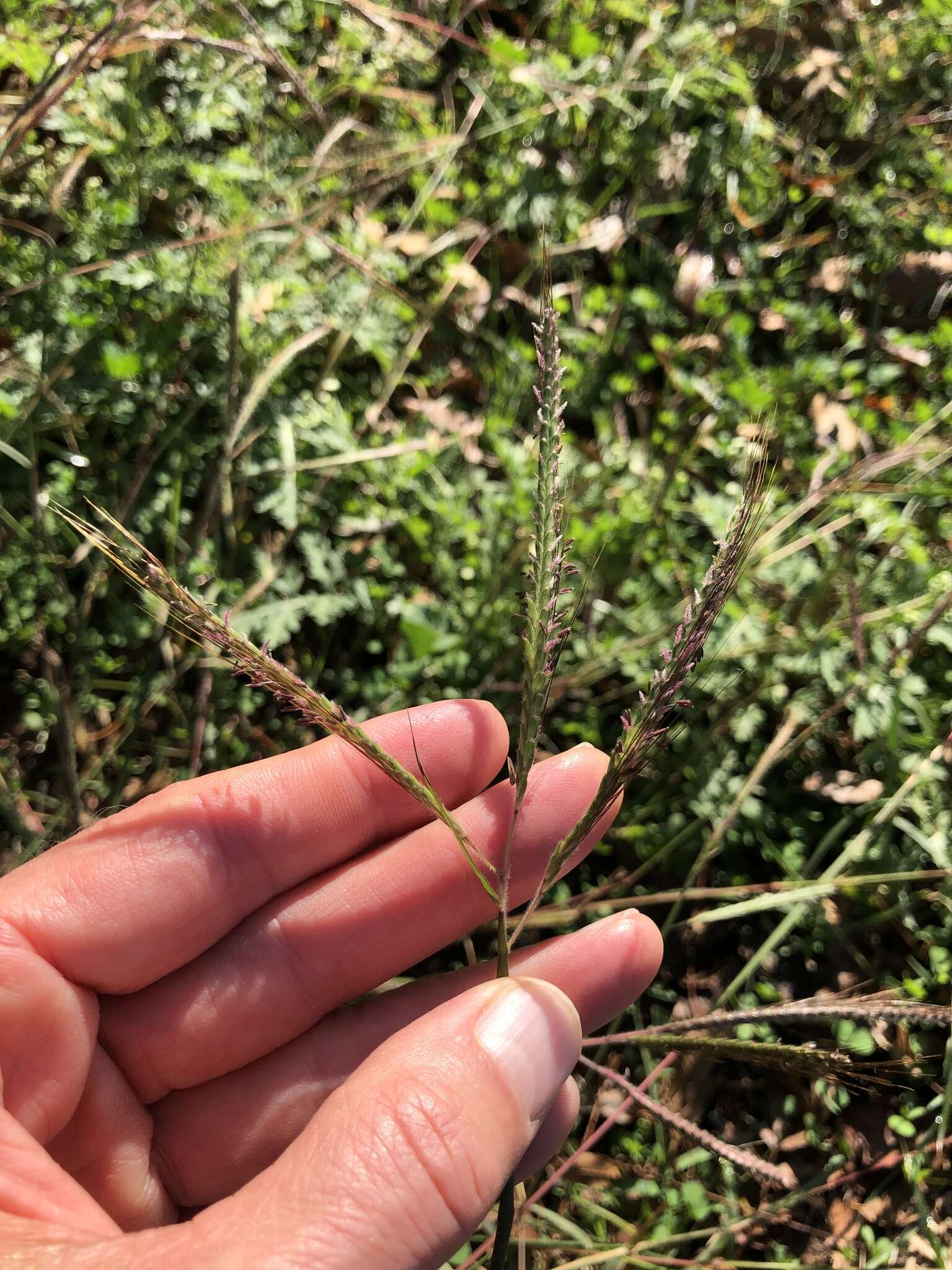 Image de Dichanthium aristatum (Poir.) C. E. Hubb.