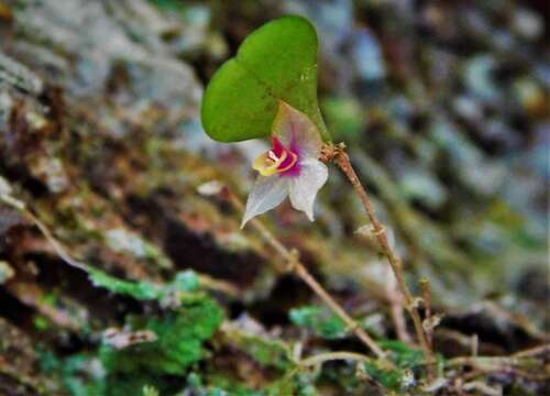 Image of Lepanthes yunckeri Ames