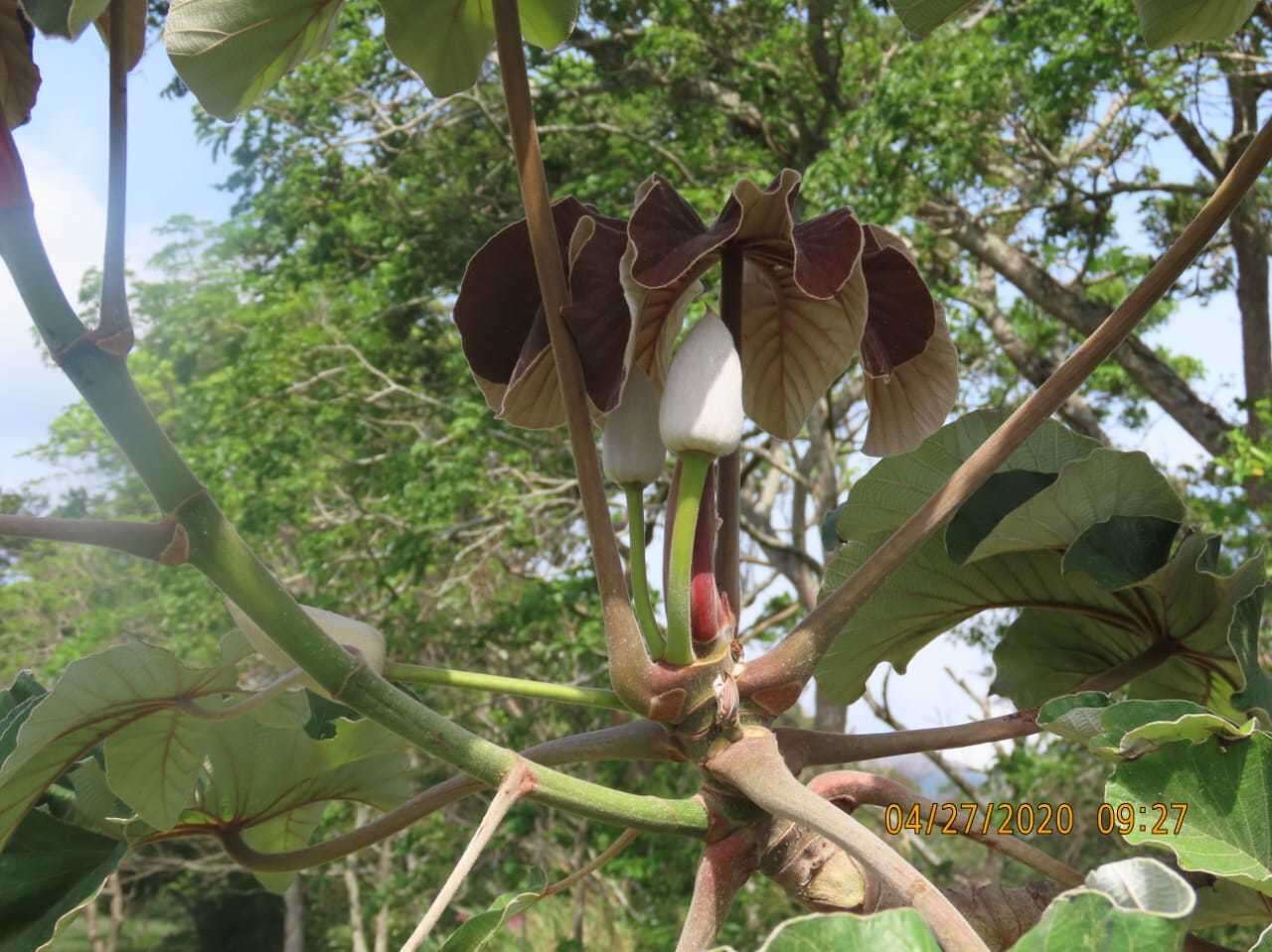 Cecropia insignis Liebm.的圖片