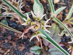 Image of Euphorbia pseudotuberosa Pax