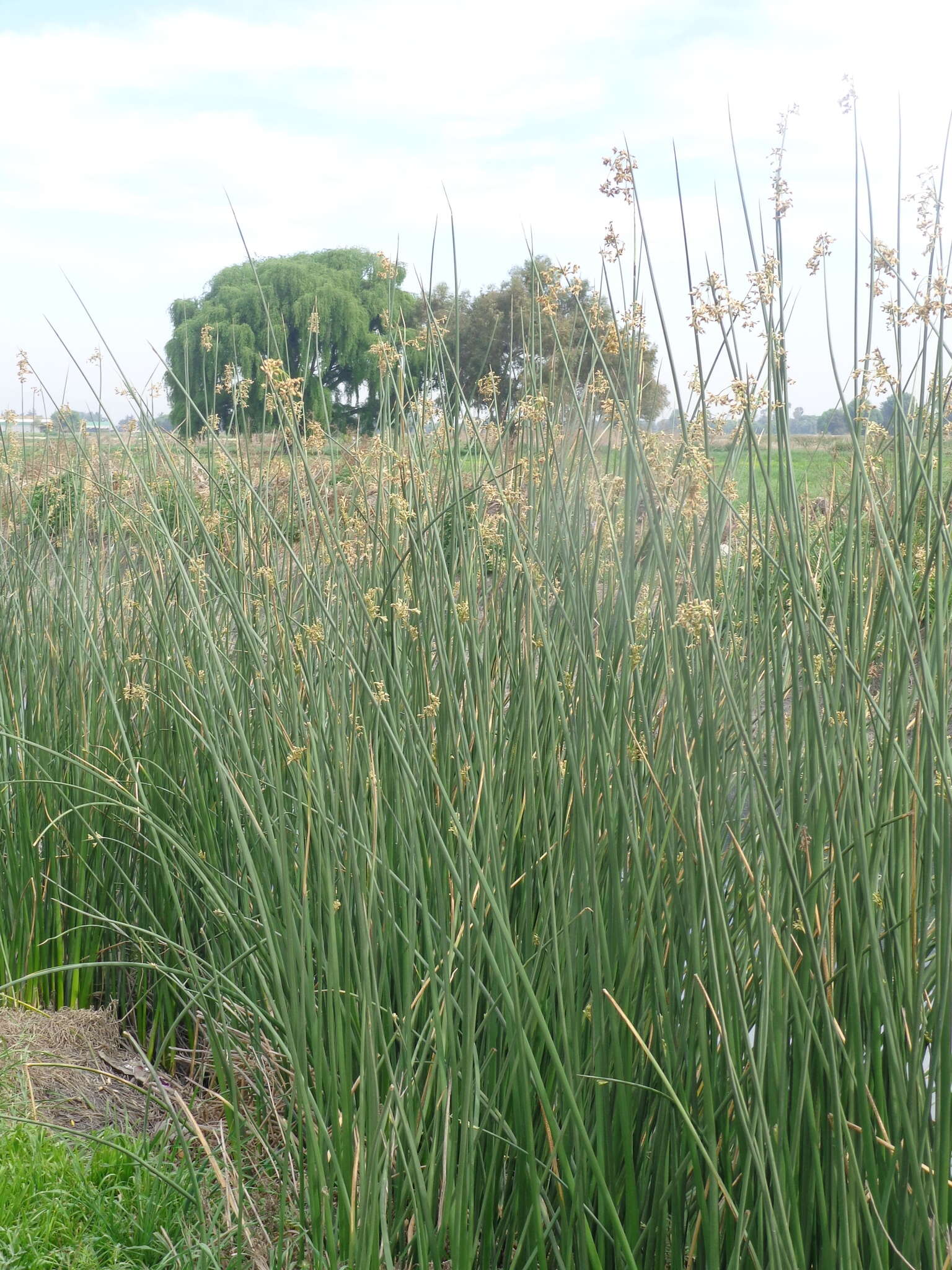 Image of Hardstem bulrush