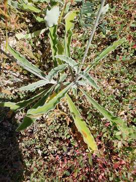 Image of Froelichia xantusii R. A. McCauley