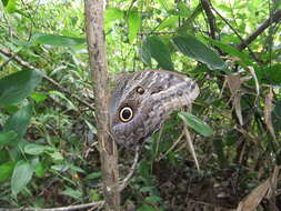 Image of Caligo teucer Linnaeus 1758