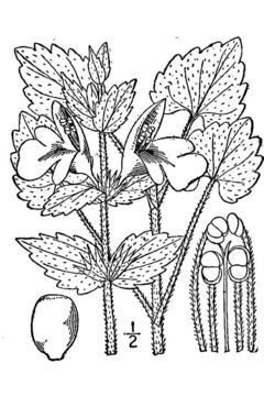 Image of Guyandotte beauty