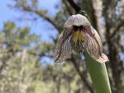 Image of Tigridia ehrenbergii subsp. ehrenbergii