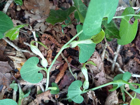 Image de Aristolochia pallida Willd.