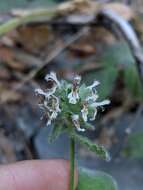 Слика од Stachys pycnantha Benth.