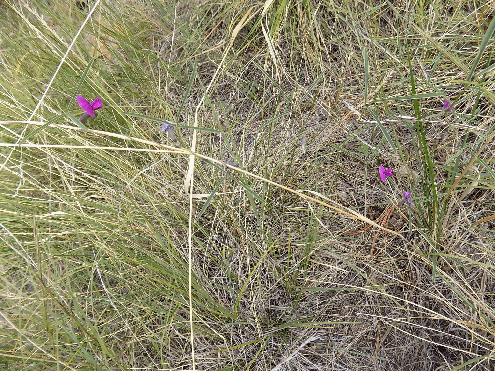 Image of longleaf cologania