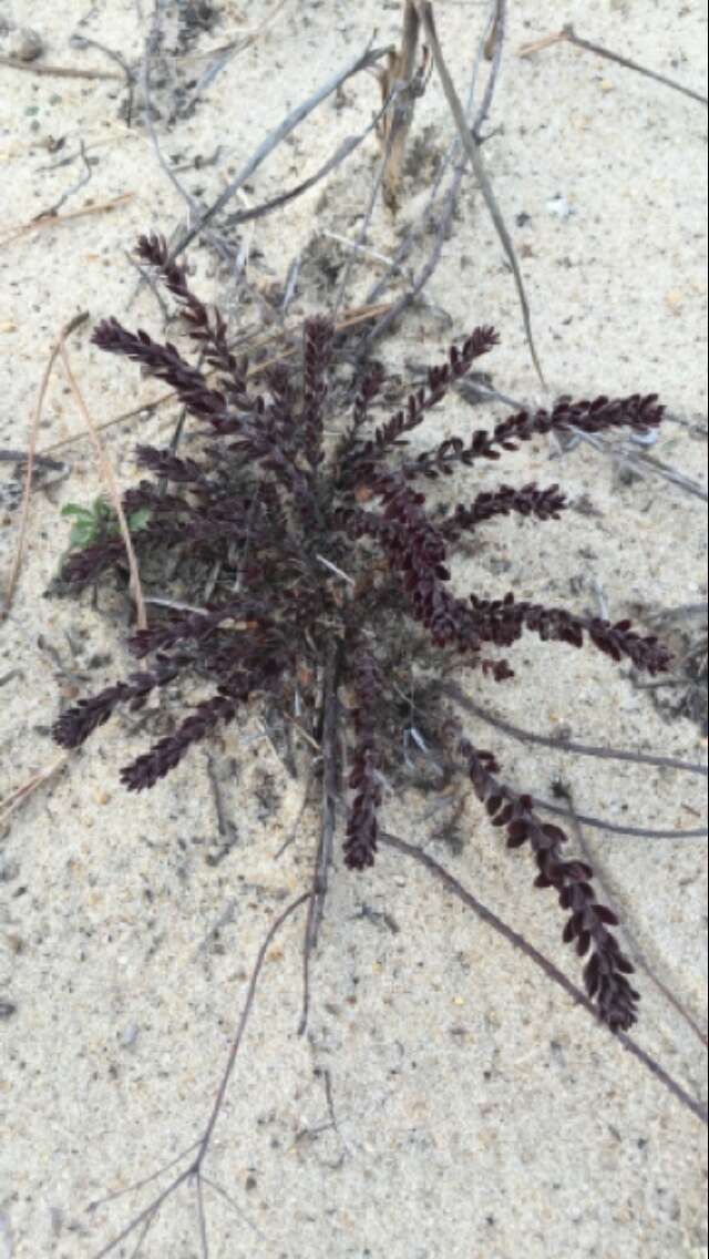 Image of beach pinweed