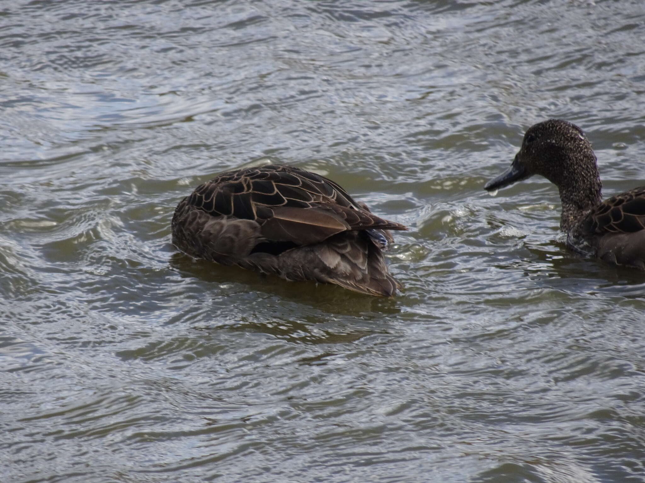 Image of Andean Teal