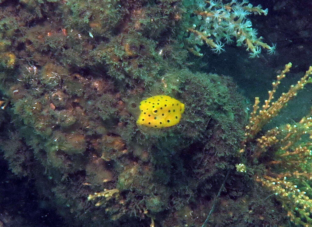 Image of Yellow boxfish