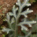 Image of Selaginella neocaledonica Bak.