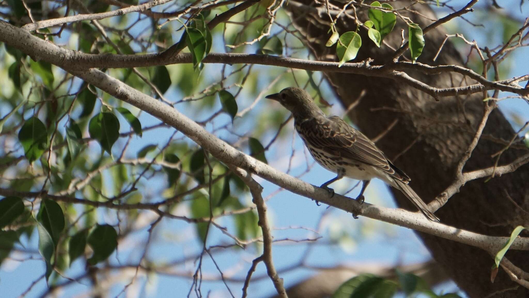 Image of Olive-backed Oriole