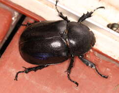 Слика од <i>Xylotrupes <i>australicus</i></i> australicus