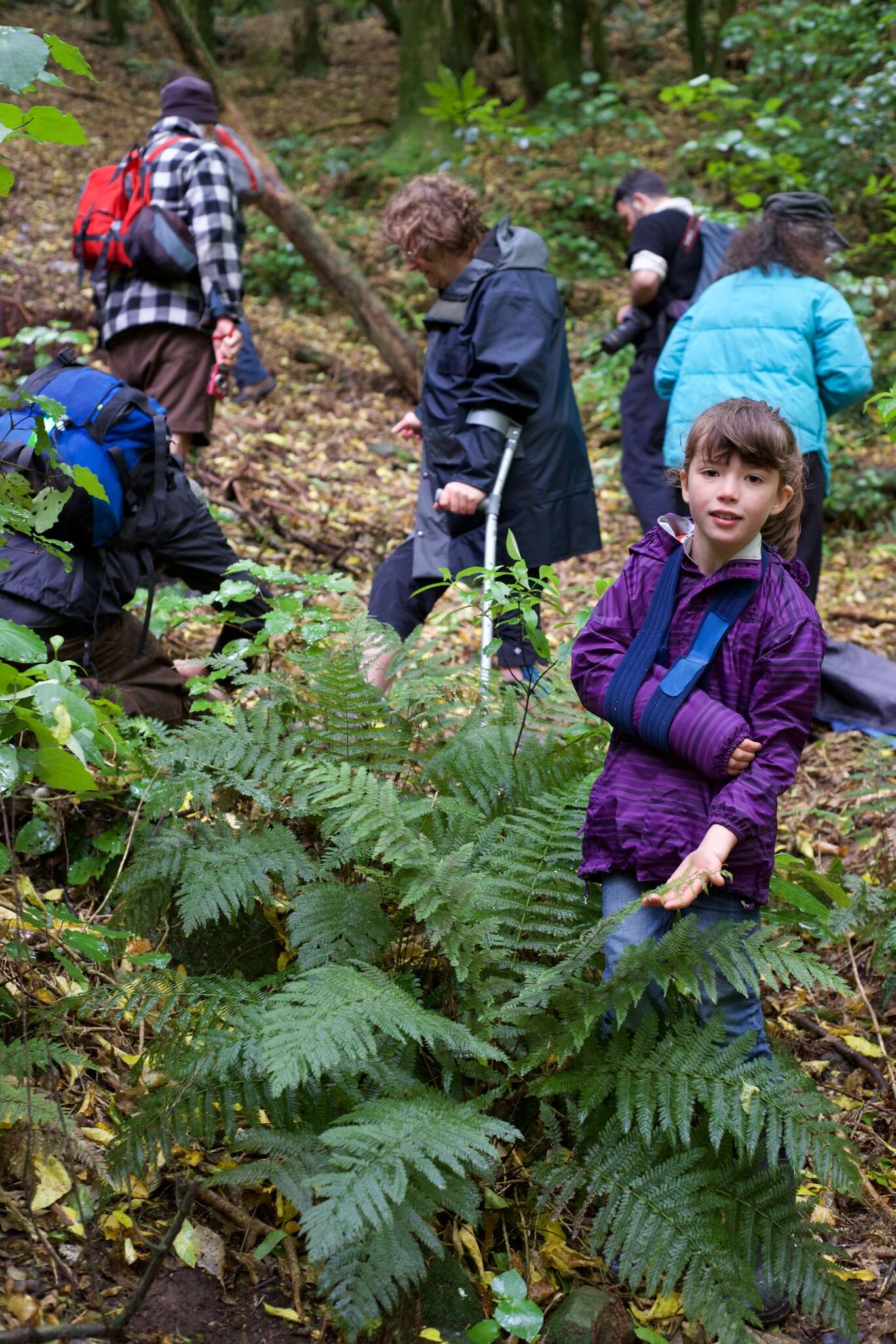 Image of single crepe fern