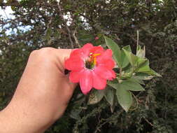 صورة Passiflora mixta var. pilaloensis Holm-Nielsen