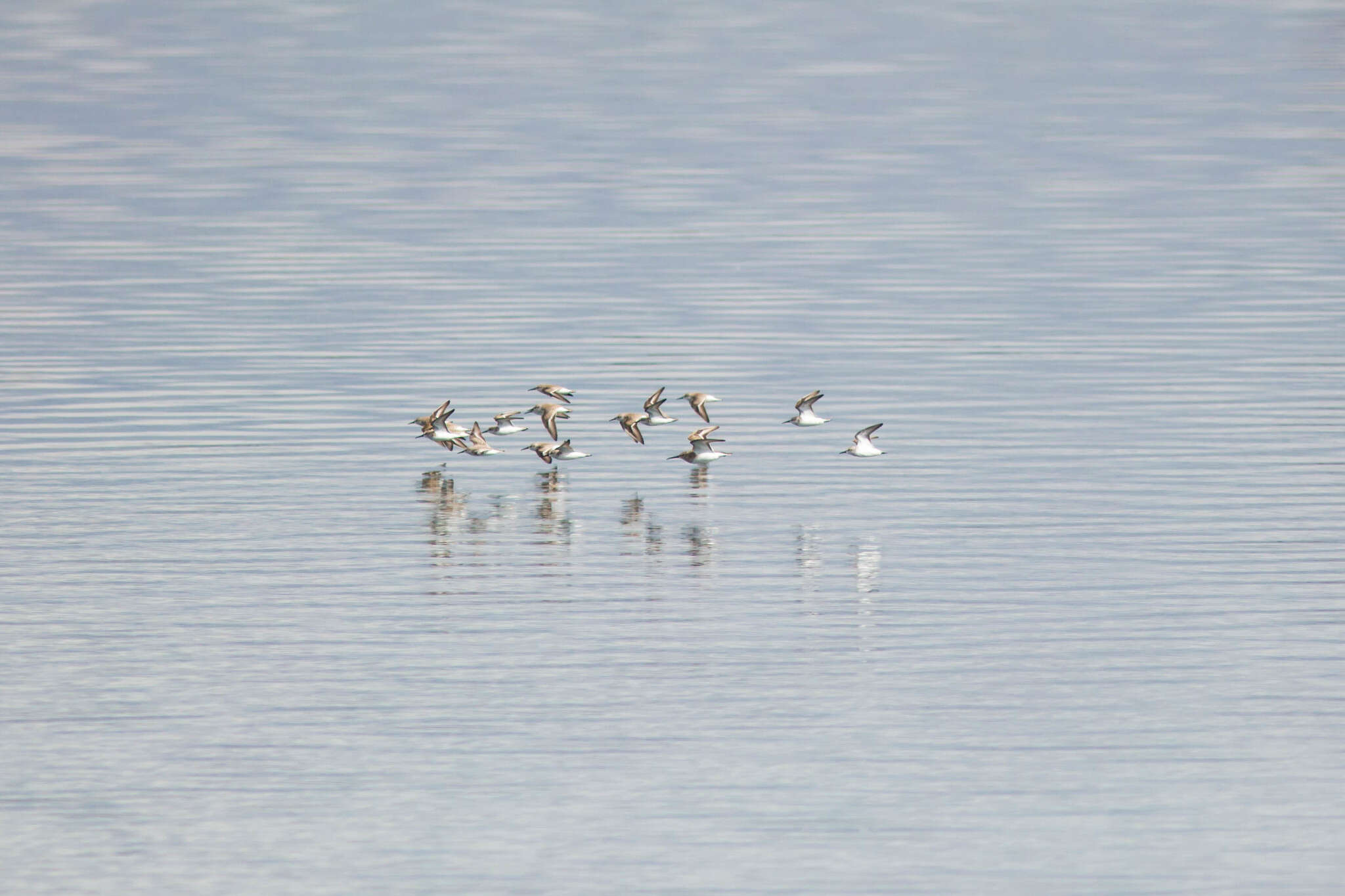 Imagem de Calidris alpina (Linnaeus 1758)