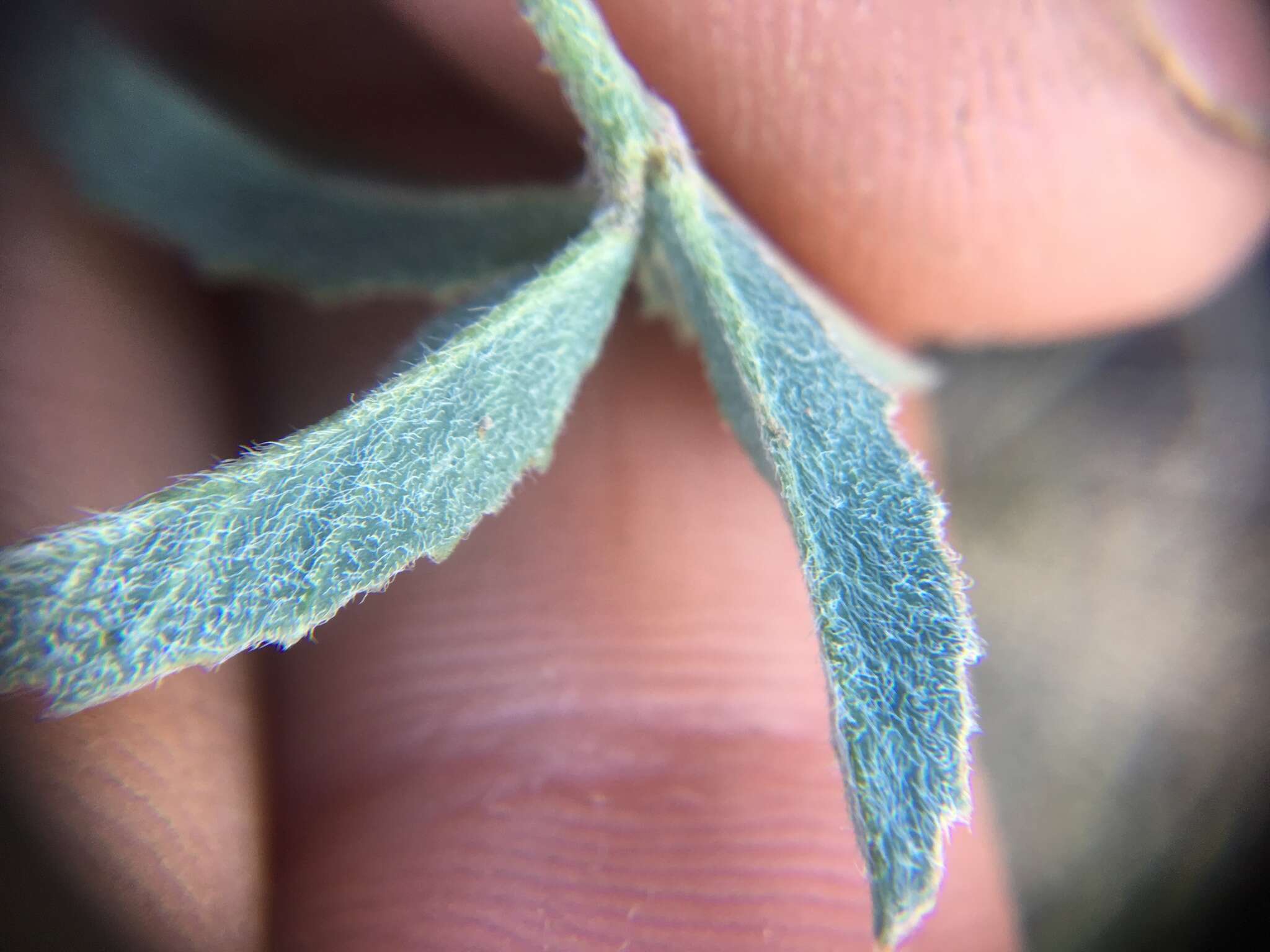 Image of Hollyleaf Clover