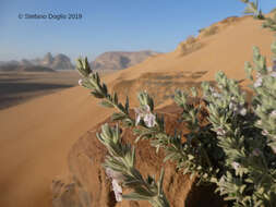 Imagem de Stachys aegyptiaca Pers.