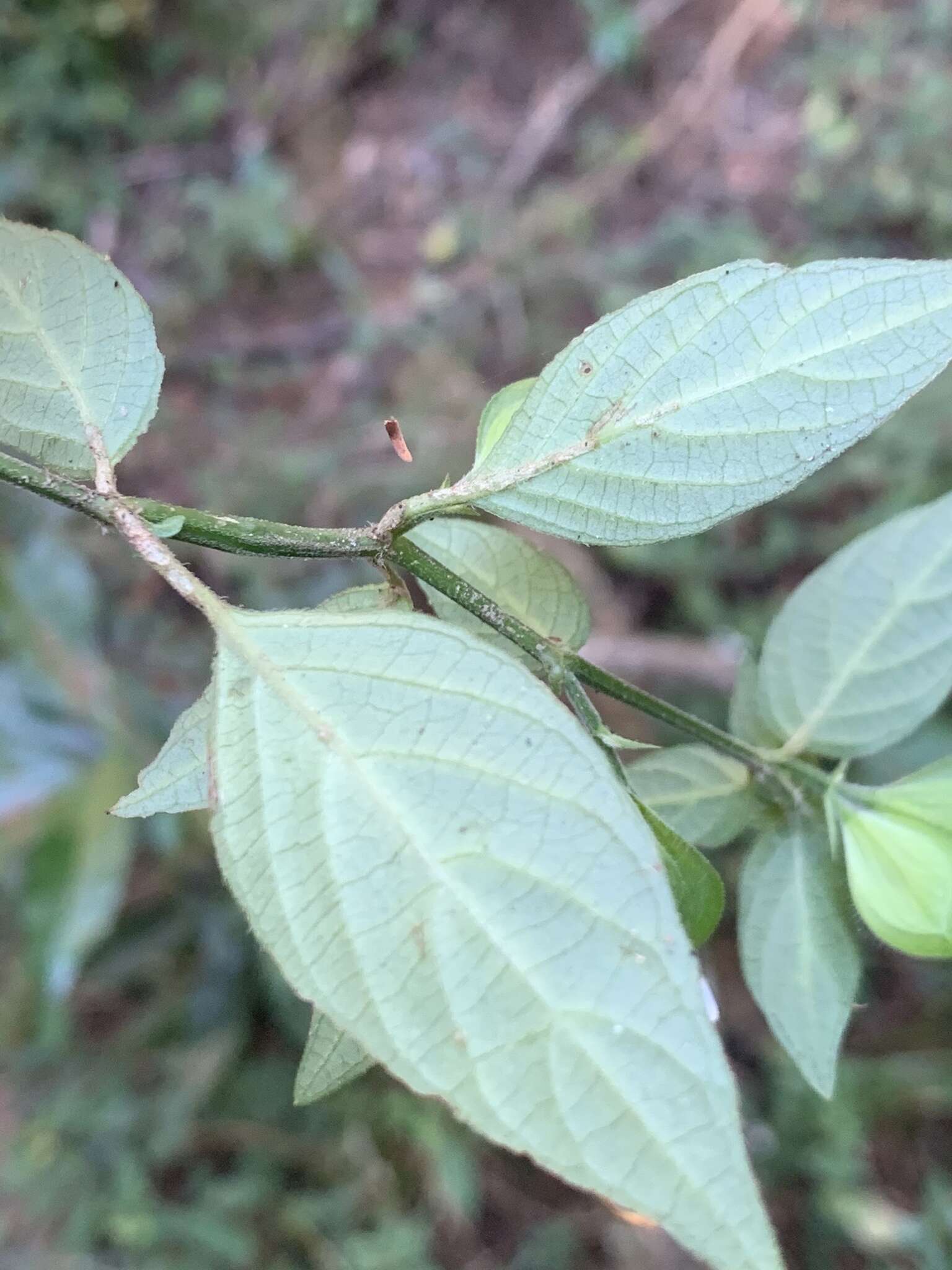 Image of Dicliptera extenta S. Moore