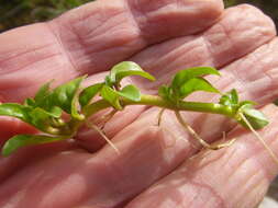 Image of Phyla nodiflora var. nodiflora