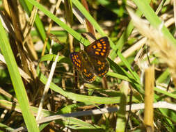 Lycaena feredayi (Bates 1867) resmi