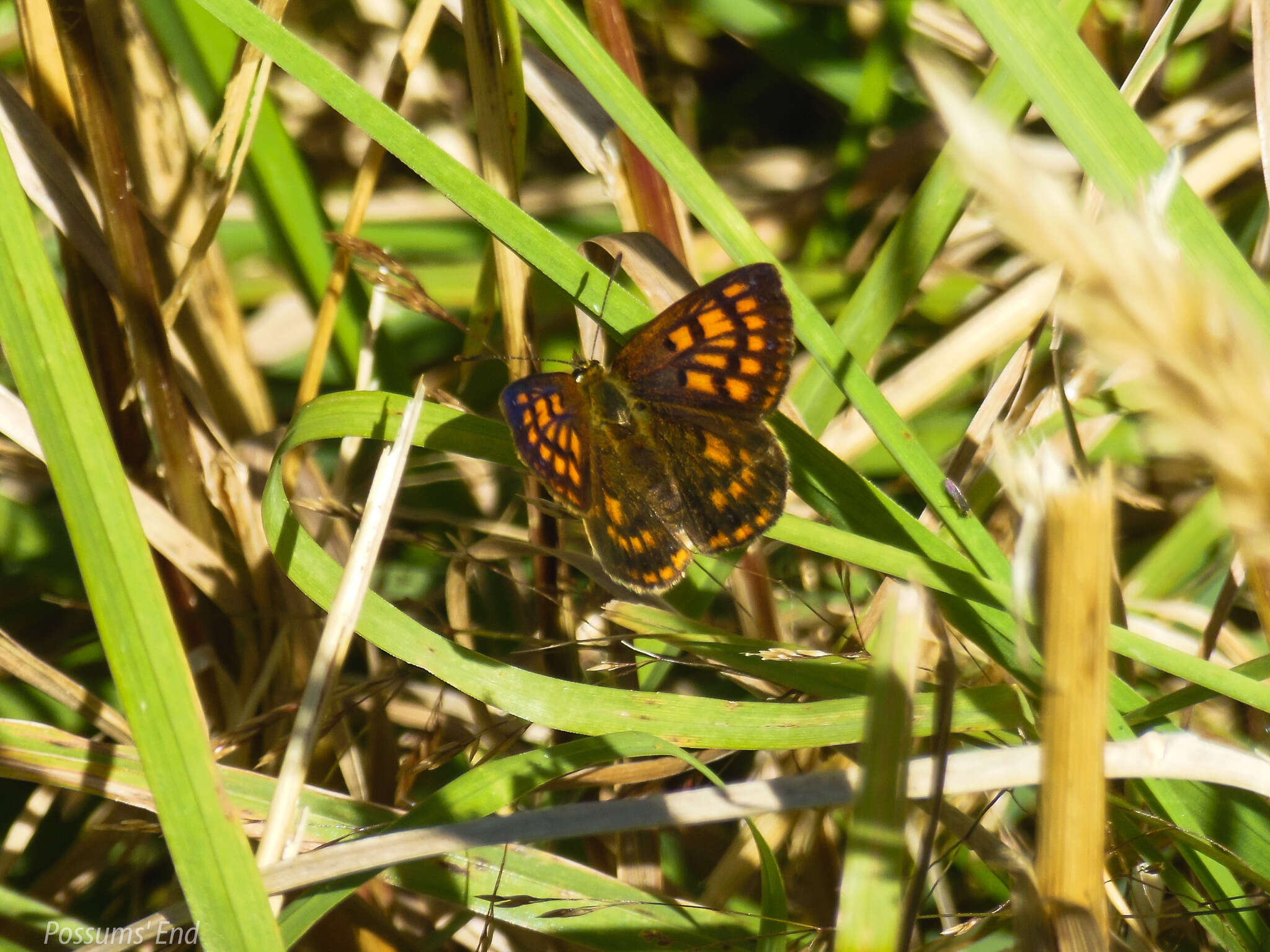 Image of Lycaena feredayi (Bates 1867)